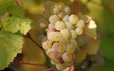 This Riesling brings all the customers to the store! 