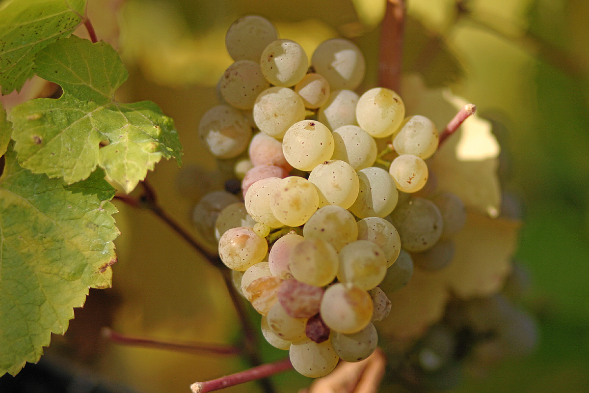 Grapes of Riesling Wine